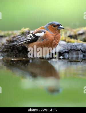 Oiseau Chaffinch Fringilla coelebs perchés sur l'arbre, mâle, printemps Banque D'Images