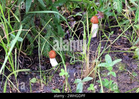Deux petits champignons boletus edulis dans l'herbe de la forêt près du petit arbre à fourrure en été de près Banque D'Images