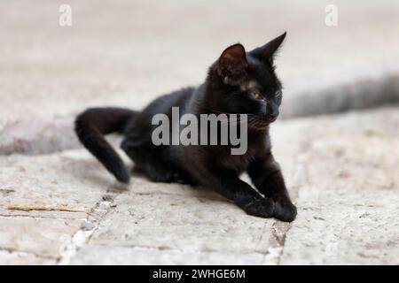 Petit chaton noir, chat errant couché dans la rue de Kotor, Monténégro, ville des chats Banque D'Images