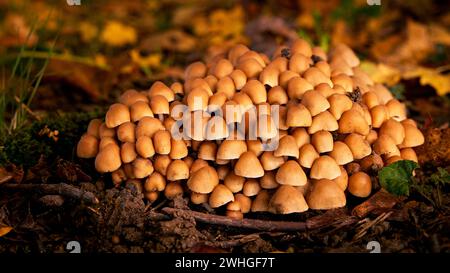 Gros plan sur un groupe de champignons jaunes parmi les feuilles d'automne Banque D'Images