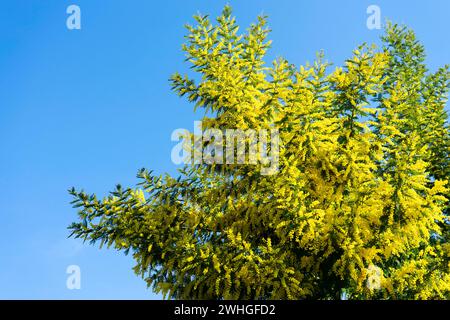 La fleur importante de la Journée de la femme est le Mimosa Banque D'Images