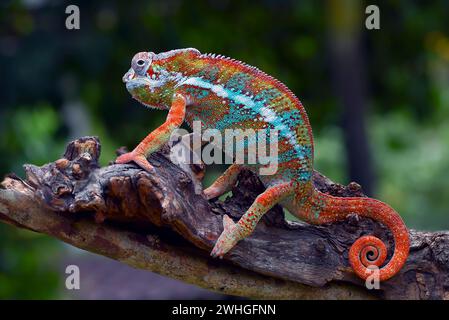 La panthère caméléon (Furcifer pardalis) sur une branche d'arbre Banque D'Images