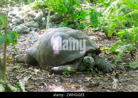 Une tortue géante Aldabra (dipsochelys gigantea), île Cousin, Seychelles, Océan Indien, Afrique Banque D'Images