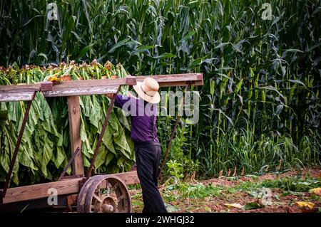 Vue d'un homme Amish mettant du tabac récolté sur un chariot pour l'amener à la grange pour le séchage Banque D'Images