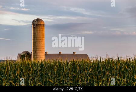 Vue d'Un silo de ferme avec de grandes tiges de maïs au premier plan lors d'une journée d'été ensoleillée Banque D'Images