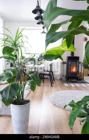 Strelitzia nicolai gros plan à l'intérieur sur le stand. Culture de plantes d'intérieur et soin de la plante d'intérieur, maison verte dans scandina Banque D'Images