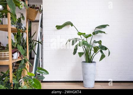 Strelitzia nicolai à l'intérieur sur le fond d'un mur de briques blanches. Maison verte, plante en pot Banque D'Images