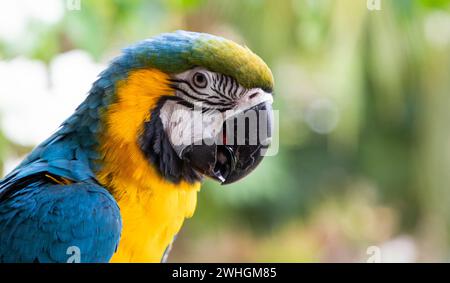 Magnifique Macaw bleu et jaune dans la forêt tropicale Banque D'Images