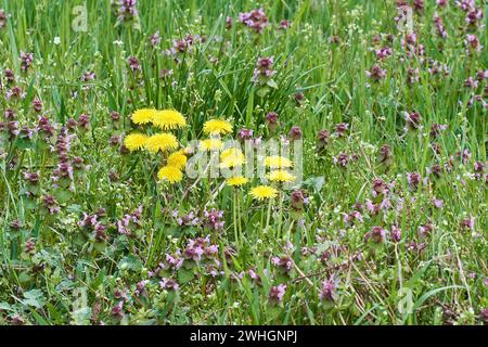 Pissenlit commun (Taraxacum sect. Ruderalia) et des orties mortes Banque D'Images