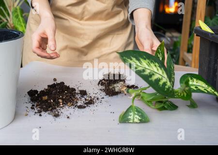 Rempoter une plante d'accueil Dieffenbachia Tropic Snow dans un nouveau pot à l'intérieur de la maison dans un double pot avec arrosage automatique. Attention Banque D'Images