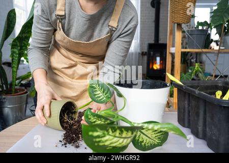 Rempoter une plante d'accueil Dieffenbachia Tropic Snow dans un nouveau pot à l'intérieur de la maison dans un double pot avec arrosage automatique. Attention Banque D'Images