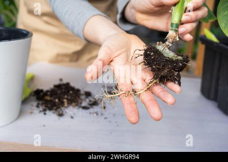 Le morceau de terre d'une plante en pot maison est entrelacé avec des racines, la plante a dépassé le pot. La nécessité d'une replantée de plante. Tr Banque D'Images