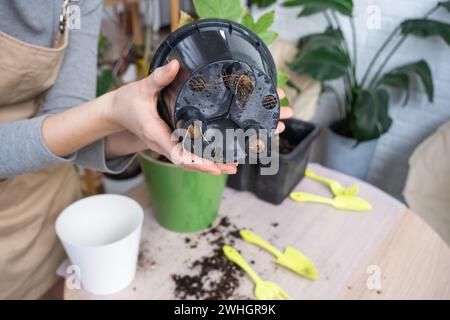 Le morceau de terre d'une plante en pot maison est entrelacé avec des racines, la plante a dépassé le pot. La nécessité d'une replantée de plante. Tr Banque D'Images