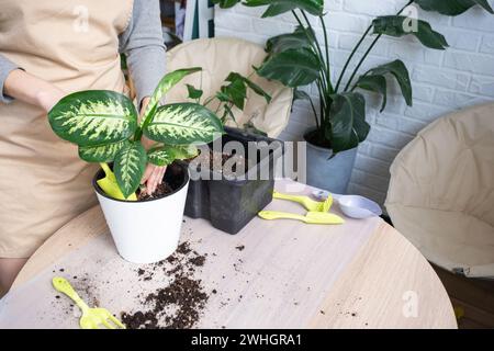 Rempoter une plante d'accueil Dieffenbachia Tropic Snow dans un nouveau pot à l'intérieur de la maison dans un double pot avec arrosage automatique. Attention Banque D'Images