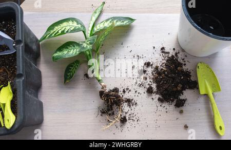 Rempoter une plante d'accueil Dieffenbachia Tropic Snow dans un nouveau pot à l'intérieur de la maison dans un double pot avec arrosage automatique. Attention Banque D'Images