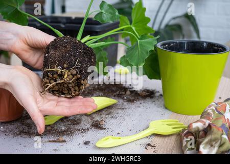 Le morceau de terre d'une plante en pot maison est entrelacé avec des racines, la plante a dépassé le pot. La nécessité d'une replantée de plante. Tr Banque D'Images