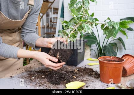 Rempotage d'une plante maison hibiscus variegated dans un nouveau pot à l'intérieur de la maison. Prendre soin d'une plante en pot, les mains en gros plan Banque D'Images