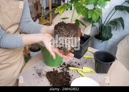 Le morceau de terre d'une plante en pot maison est entrelacé avec des racines, la plante a dépassé le pot. La nécessité d'une replantée de plante. Tr Banque D'Images