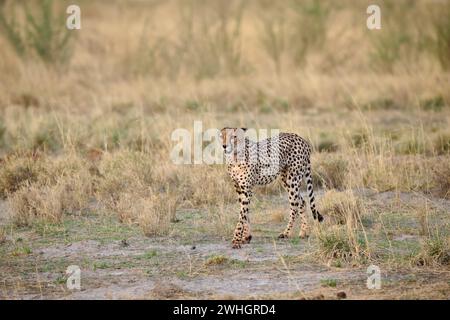 Guépard (Acinonyx jubatus), Parc national d'Etosha, Namibie, Afrique Banque D'Images