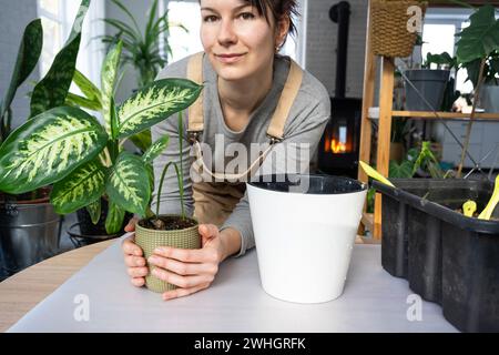 Rempoter une plante d'accueil Dieffenbachia Tropic Snow dans un nouveau pot à l'intérieur de la maison dans un double pot avec arrosage automatique. Attention Banque D'Images