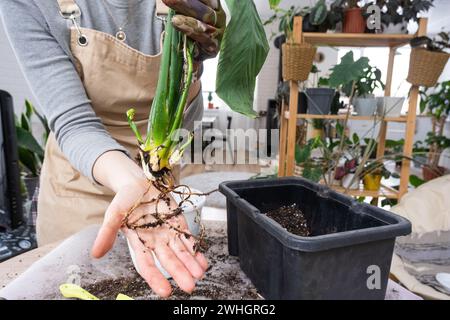 Le morceau de terre d'une plante en pot maison est entrelacé avec des racines, la plante a dépassé le pot. La nécessité d'une replantée de plante. Tr Banque D'Images