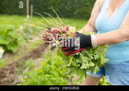 Bouquet de radis à la main sur fond de lits. Radis biologiques fraîchement cueillis dans le champ Banque D'Images