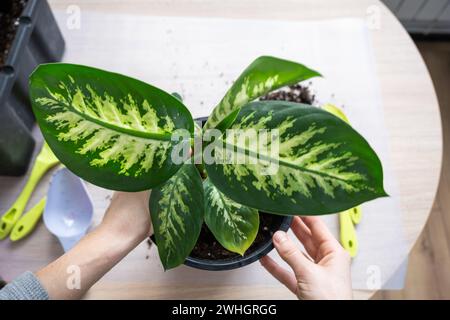 Rempoter une plante d'accueil Dieffenbachia Tropic Snow dans un nouveau pot à l'intérieur de la maison dans un double pot avec arrosage automatique. Attention Banque D'Images