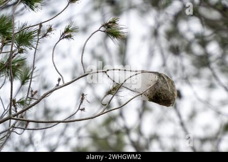 Février, 10, 2024 penedes, Espagne CHANGEMENT CLIMATIQUE Penedes, espagne-la peste processionnaire de la chenille la peste processionnaire de la chenille (Thaumetopoea pityocampa) affecte déjà 13% des forêts de pins de Catalogne, une peste qui augmente en raison de la sécheresse et du réchauffement climatique, détruisant les vastes forêts méditerranéennes de pins et provoquant la mort d'arbres, ainsi que la mort de certaines espèces de faune due à la chenille, car elle provoque un gonflement de la gorge des animaux et des difficultés respiratoires. La plaga de la oruga procesionaria (Thaumetopoea pityocampa) ya afecta al 13% de los pinares de Ca Banque D'Images