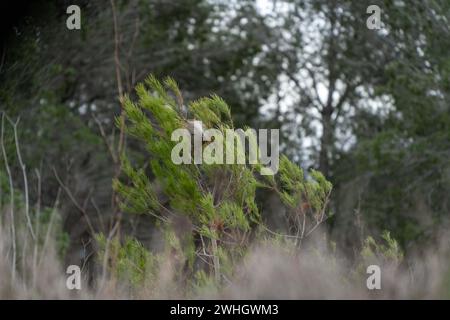 Février, 10, 2024 penedes, Espagne CHANGEMENT CLIMATIQUE Penedes, espagne-la peste processionnaire de la chenille la peste processionnaire de la chenille (Thaumetopoea pityocampa) affecte déjà 13% des forêts de pins de Catalogne, une peste qui augmente en raison de la sécheresse et du réchauffement climatique, détruisant les vastes forêts méditerranéennes de pins et provoquant la mort d'arbres, ainsi que la mort de certaines espèces de faune due à la chenille, car elle provoque un gonflement de la gorge des animaux et des difficultés respiratoires. La plaga de la oruga procesionaria (Thaumetopoea pityocampa) ya afecta al 13% de los pinares de Ca Banque D'Images