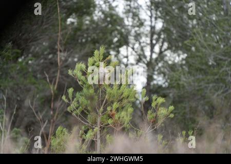 Février, 10, 2024 penedes, Espagne CHANGEMENT CLIMATIQUE Penedes, espagne-la peste processionnaire de la chenille la peste processionnaire de la chenille (Thaumetopoea pityocampa) affecte déjà 13% des forêts de pins de Catalogne, une peste qui augmente en raison de la sécheresse et du réchauffement climatique, détruisant les vastes forêts méditerranéennes de pins et provoquant la mort d'arbres, ainsi que la mort de certaines espèces de faune due à la chenille, car elle provoque un gonflement de la gorge des animaux et des difficultés respiratoires. La plaga de la oruga procesionaria (Thaumetopoea pityocampa) ya afecta al 13% de los pinares de Ca Banque D'Images