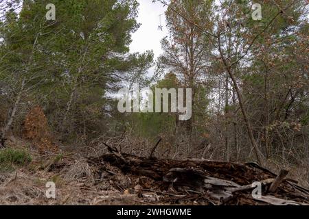 Février, 10, 2024 penedes, Espagne CHANGEMENT CLIMATIQUE Penedes, espagne-la peste processionnaire de la chenille la peste processionnaire de la chenille (Thaumetopoea pityocampa) affecte déjà 13% des forêts de pins de Catalogne, une peste qui augmente en raison de la sécheresse et du réchauffement climatique, détruisant les vastes forêts méditerranéennes de pins et provoquant la mort d'arbres, ainsi que la mort de certaines espèces de faune due à la chenille, car elle provoque un gonflement de la gorge des animaux et des difficultés respiratoires. La plaga de la oruga procesionaria (Thaumetopoea pityocampa) ya afecta al 13% de los pinares de Ca Banque D'Images