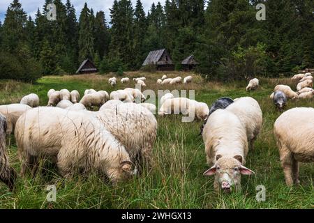 Pâturage de moutons dans un vieux village traditionnel dans les montagnes des carpates, Pologne Banque D'Images