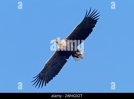 Bansin, Allemagne. 08th Feb, 2024. 08.02.2024, Bansin sur Usedom. Un aigle à queue blanche adulte (Haliaeetus albicilla) vole dans le ciel près de Bansin, sur l'île d'Usedom de la mer Baltique. Le nombre d'aigles à queue blanche vivant à l'état sauvage en Allemagne a considérablement augmenté au cours des dernières décennies grâce à des mesures de conservation strictes. Mecklembourg-Poméranie occidentale avec ses nombreuses eaux et ses vastes paysages est devenu un paradis pour les aigles. Crédit : Wolfram Steinberg/dpa crédit : Wolfram Steinberg/dpa/Alamy Live News Banque D'Images