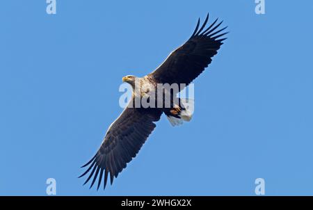 Bansin, Allemagne. 08th Feb, 2024. 08.02.2024, Bansin sur Usedom. Un aigle à queue blanche adulte (Haliaeetus albicilla) vole dans le ciel près de Bansin, sur l'île d'Usedom de la mer Baltique. Le nombre d'aigles à queue blanche vivant à l'état sauvage en Allemagne a considérablement augmenté au cours des dernières décennies grâce à des mesures de conservation strictes. Mecklembourg-Poméranie occidentale avec ses nombreuses eaux et ses vastes paysages est devenu un paradis pour les aigles. Crédit : Wolfram Steinberg/dpa crédit : Wolfram Steinberg/dpa/Alamy Live News Banque D'Images