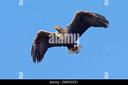 Bansin, Allemagne. 08th Feb, 2024. 08.02.2024, Bansin sur Usedom. Un aigle à queue blanche adulte (Haliaeetus albicilla) vole dans le ciel près de Bansin, sur l'île d'Usedom de la mer Baltique. Le nombre d'aigles à queue blanche vivant à l'état sauvage en Allemagne a considérablement augmenté au cours des dernières décennies grâce à des mesures de conservation strictes. Mecklembourg-Poméranie occidentale avec ses nombreuses eaux et ses vastes paysages est devenu un paradis pour les aigles. Crédit : Wolfram Steinberg/dpa crédit : Wolfram Steinberg/dpa/Alamy Live News Banque D'Images