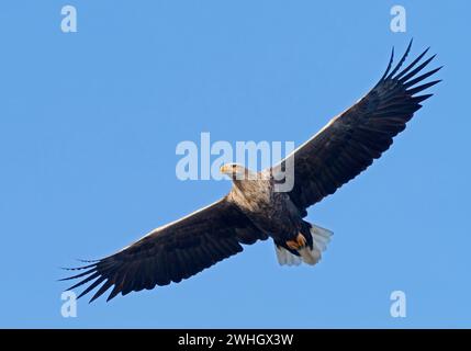 Bansin, Allemagne. 08th Feb, 2024. 08.02.2024, Bansin sur Usedom. Un aigle à queue blanche adulte (Haliaeetus albicilla) vole dans le ciel près de Bansin, sur l'île d'Usedom de la mer Baltique. Le nombre d'aigles à queue blanche vivant à l'état sauvage en Allemagne a considérablement augmenté au cours des dernières décennies grâce à des mesures de conservation strictes. Mecklembourg-Poméranie occidentale avec ses nombreuses eaux et ses vastes paysages est devenu un paradis pour les aigles. Crédit : Wolfram Steinberg/dpa crédit : Wolfram Steinberg/dpa/Alamy Live News Banque D'Images