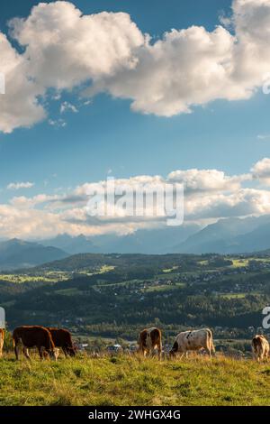 Vaches pâturant sur la prairie avec les montagnes des Carpates en arrière-plan, Podhale, Pologne Banque D'Images
