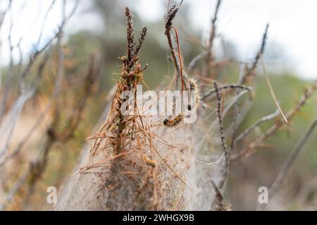 Février, 10, 2024 penedes, Espagne CHANGEMENT CLIMATIQUE Penedes, espagne-la peste processionnaire de la chenille la peste processionnaire de la chenille (Thaumetopoea pityocampa) affecte déjà 13% des forêts de pins de Catalogne, une peste qui augmente en raison de la sécheresse et du réchauffement climatique, détruisant les vastes forêts méditerranéennes de pins et provoquant la mort d'arbres, ainsi que la mort de certaines espèces de faune due à la chenille, car elle provoque un gonflement de la gorge des animaux et des difficultés respiratoires. La plaga de la oruga procesionaria (Thaumetopoea pityocampa) ya afecta al 13% de los pinares de Ca Banque D'Images