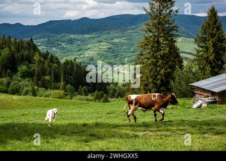 Vaches heureuses qui paissent sur l'herbe verte dans le parc des montagnes Pieniny, Pologne Banque D'Images