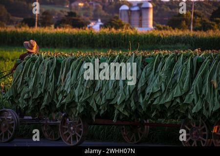Vue d'un homme Amish mettant du tabac récolté sur un chariot pour l'amener à la grange pour le séchage Banque D'Images