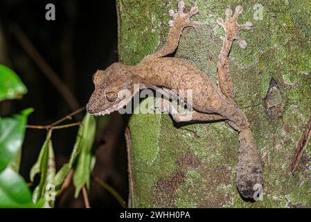 Un gecko à queue de feuille, Uroplatus fimbriatus, sur tronc d'arbre, Nosy Mangabe, Madagascar Banque D'Images