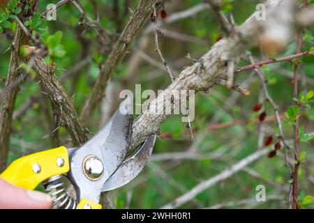 Élaguer les branches de l'arbuste à l'aide d'un sécateur au printemps. La formation de la couronne d'un arbre fruitier, soin du jardin. Th Banque D'Images