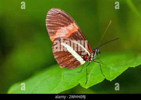 Heliconius erato phyllis papillon sur une feuille Banque D'Images