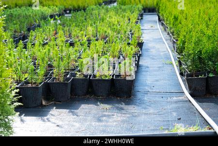 Pépinière de plantes conifères en pots avec une racine fermée pour la plantation sur votre terrain de jardin. Banque D'Images