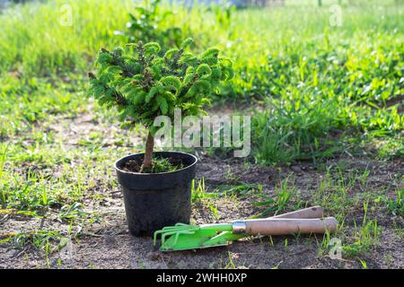 Plantes de conifères en pots avec une racine fermée pour la plantation sur votre parcelle de jardin de la pépinière. Jardinage d'une parcelle de jardin dans sp Banque D'Images