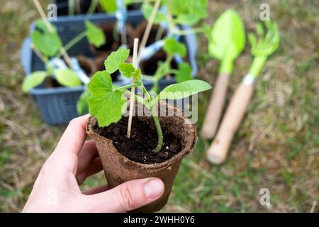 Semis de courgettes en verres de tourbe pour la plantation sur un lit de jardin au printemps. Banque D'Images