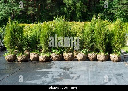 Pépinière de plantes conifères en pots avec une racine fermée pour la plantation sur votre terrain de jardin. Banque D'Images