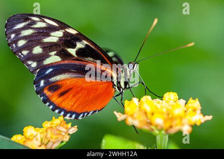 Heliconius hecale papillon sur une fleur Banque D'Images