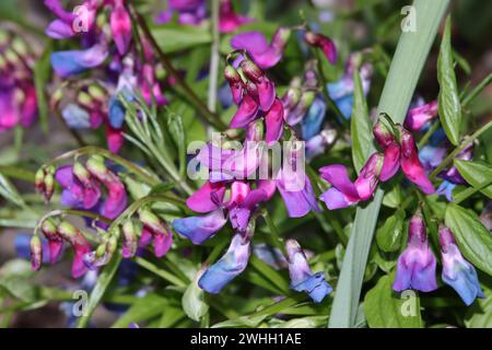 Pois chiches de printemps (Lathyrus vernus) Banque D'Images