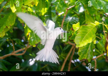 Sterne blanche ou Fere Fairy (Gygis alba) à l'île Cousin, Seychelles, Océan Indien, Afrique Banque D'Images